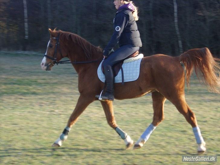 Arabisk fuldblod (OX) Flamme<3 *afkåret hingst* billede 8