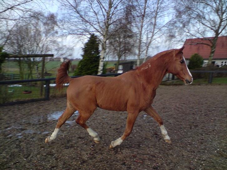 Arabisk fuldblod (OX) Flamme<3 *afkåret hingst* billede 11