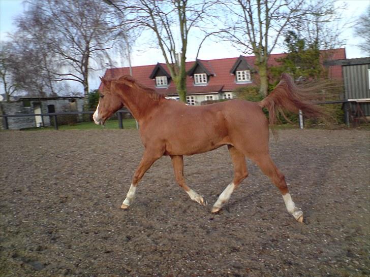 Arabisk fuldblod (OX) Flamme<3 *afkåret hingst* billede 12