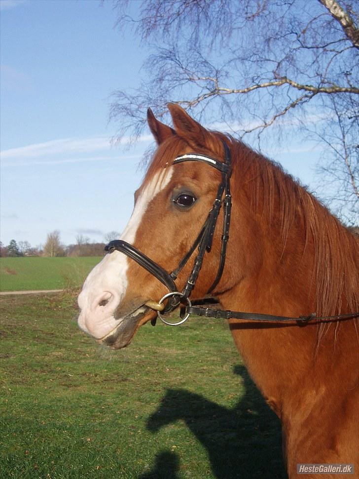 Arabisk fuldblod (OX) Flamme<3 *afkåret hingst* billede 16