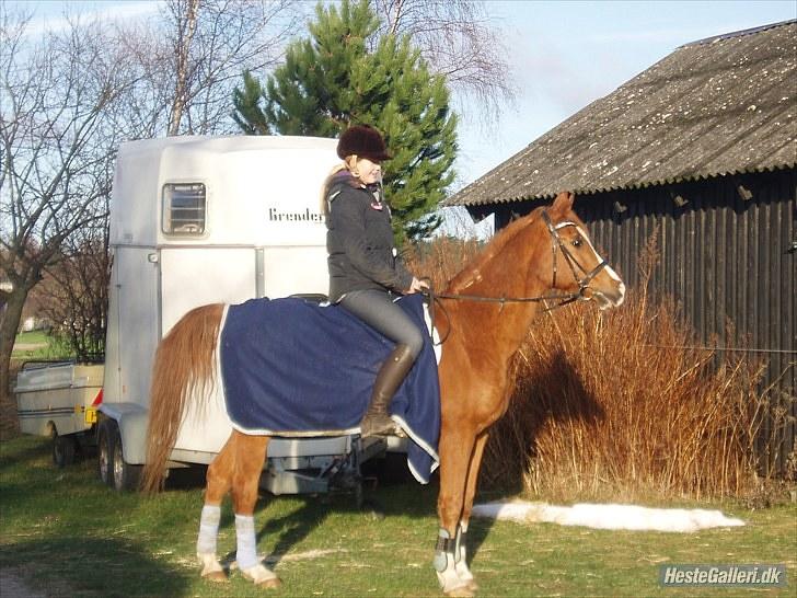 Arabisk fuldblod (OX) Flamme<3 *afkåret hingst* billede 18