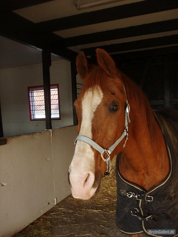 Arabisk fuldblod (OX) Flamme<3 *afkåret hingst* billede 20