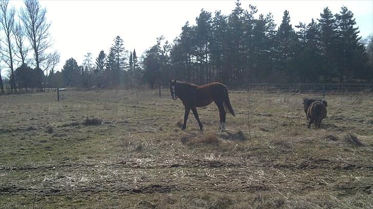 Anden særlig race Mikado billede 12