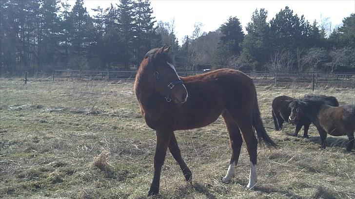 Anden særlig race Mikado billede 13