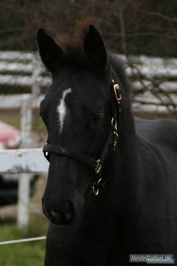 Oldenborg Grønbæks Dior billede 20