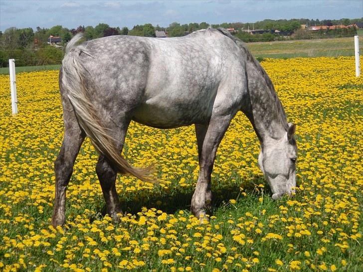 Holstener Contino - Der er ikke noget bedre end mælkebøtter, de smager bare så godt. billede 2
