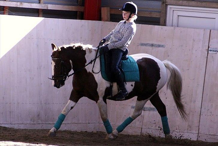 Pinto LA-CHRIS VESTERLUND<3  - Undervisning ved stefani. Foto: Nina Schmølz billede 9