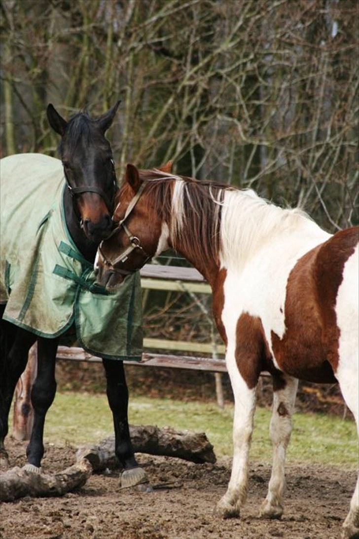 Pinto LA-CHRIS VESTERLUND<3  - La-Chris&Chopin ;) Foto: Nina billede 14