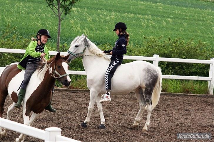 Pinto LA-CHRIS VESTERLUND<3  - Jeg elsker dig verdens bedtse pony, du gør mig altid glad, & tak for det!<3 billede 16