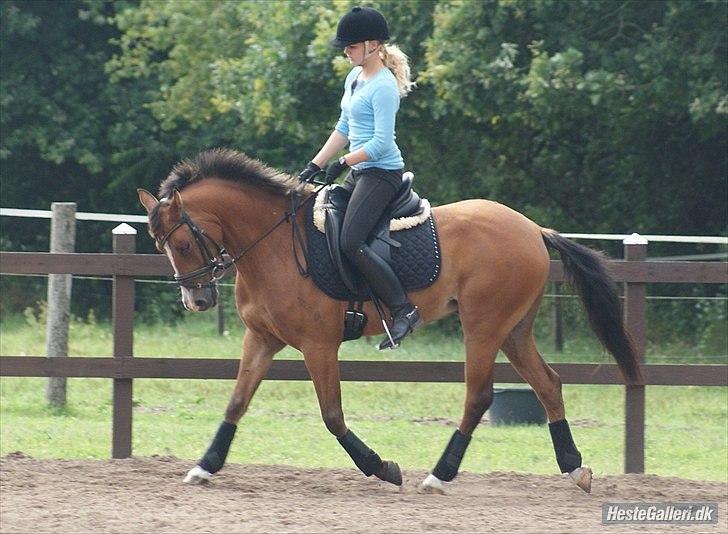 Belgisk Sportspony Jacorde "E" Van Het Juxschot *SOLGT* billede 3