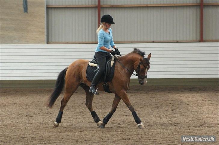 Belgisk Sportspony Jacorde "E" Van Het Juxschot *SOLGT* billede 4