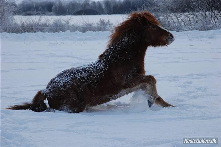 Islænder Dyggur fra Tranten billede 10