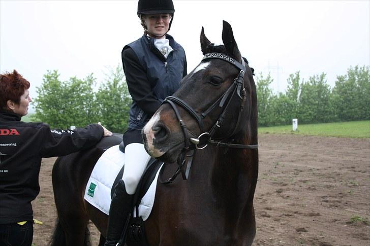 Welsh Cob (sec D) Valhallas Maggie May(OS) - d.22/5-10 hendes første stævne:) som hun klarede så flot:) billede 1