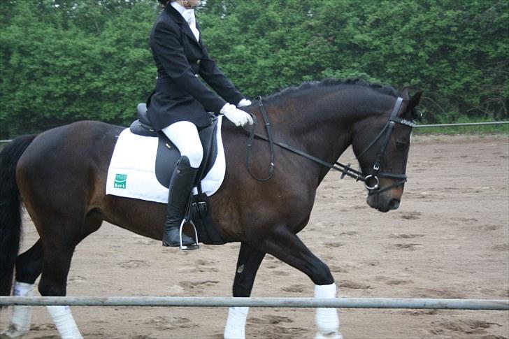 Welsh Cob (sec D) Valhallas Maggie May(OS) - d.22/5-10 hendes første stævne. billede 2