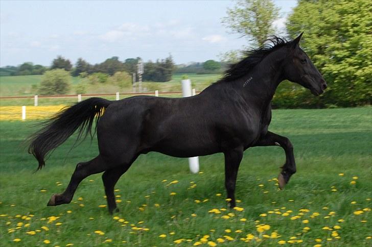 Traver Another st ( RIP ) død 17 dec 2018 billede 1