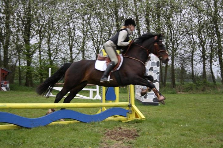 Welsh Cob (sec D) Valhallas Maggie May(OS) - 3 gang på springbanen.:) billede 4