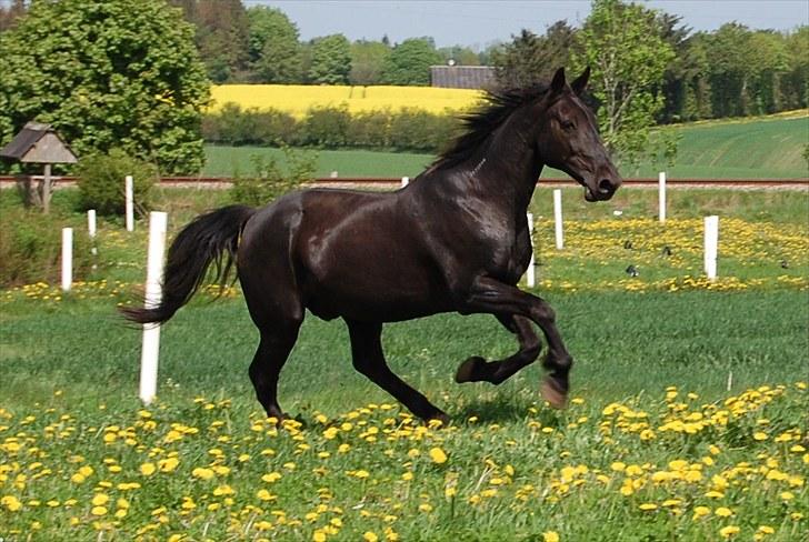 Traver Another st ( RIP ) død 17 dec 2018 billede 3