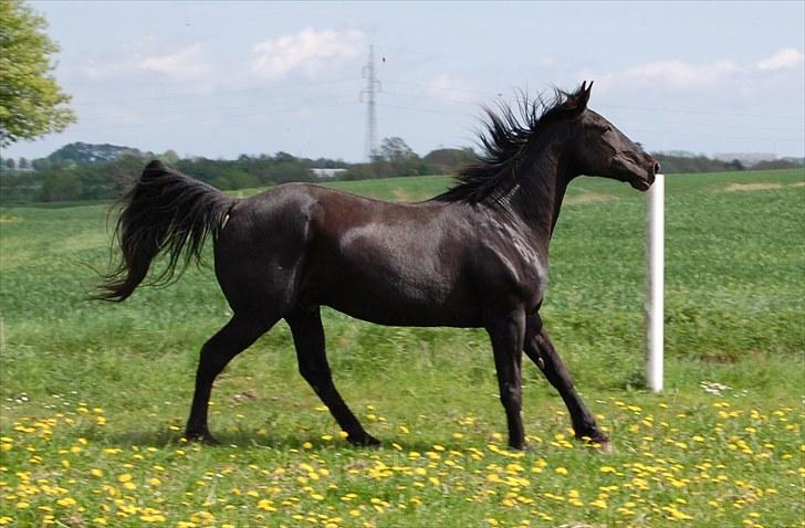 Traver Another st ( RIP ) død 17 dec 2018 billede 4