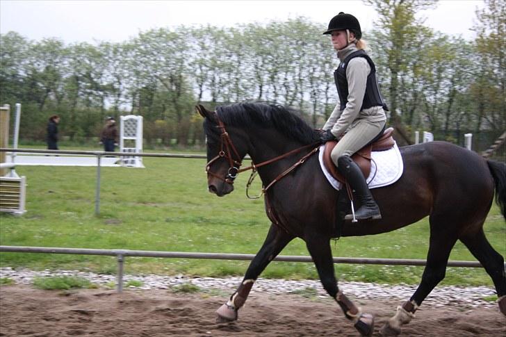 Welsh Cob (sec D) Valhallas Maggie May(OS) - opvarmning til spring. første gang med rigtig spring sadel! billede 5