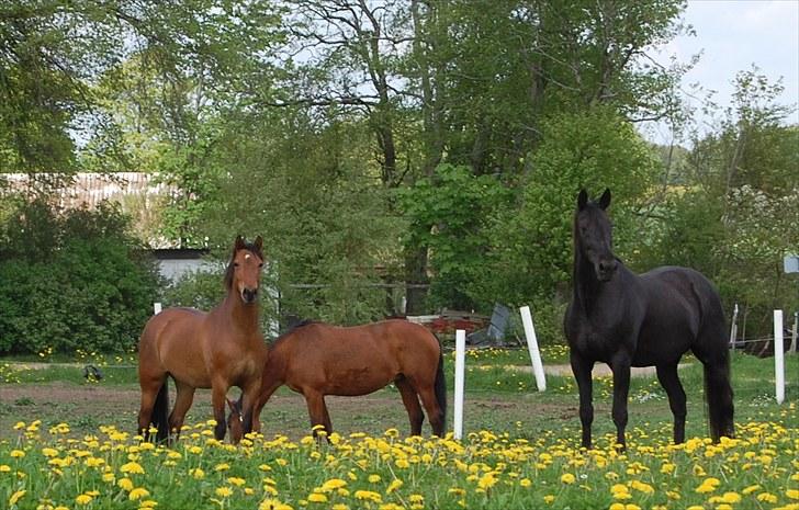 Traver Another st ( RIP ) død 17 dec 2018 billede 5