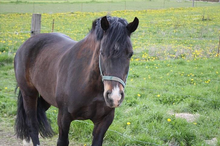 Welsh Cob (sec D) Valhallas Maggie May(OS) - maggie fisen på fold.:):) billede 6