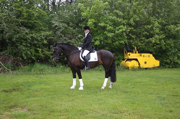 Welsh Cob (sec D) Valhallas Maggie May(OS) - d.22/5-10 hendes første stævne. billede 7