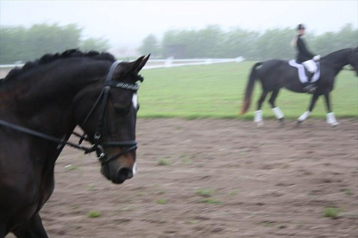 Welsh Cob (sec D) Valhallas Maggie May(OS) - d.22/5-10 på opvarmning. billede 8