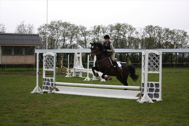 Welsh Cob (sec D) Valhallas Maggie May(OS) - maggie springer! billede 9