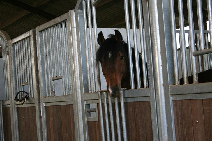 DSP Røgild's Artax billede 1