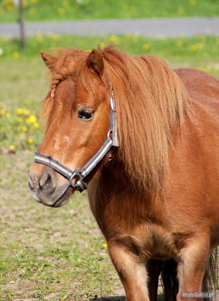 Shetlænder Prinz billede 14