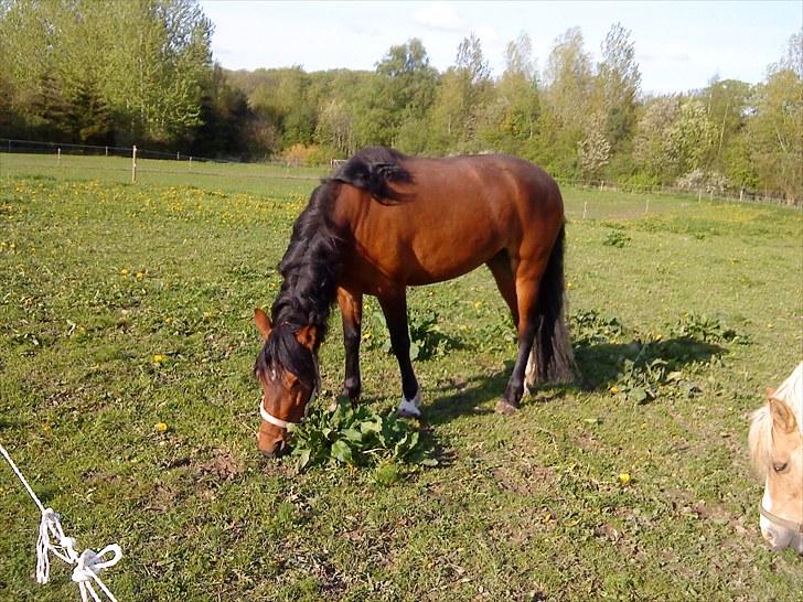 Anden særlig race Sperlings Amber - Uhm... Sommergræs (Maj 2010) billede 18