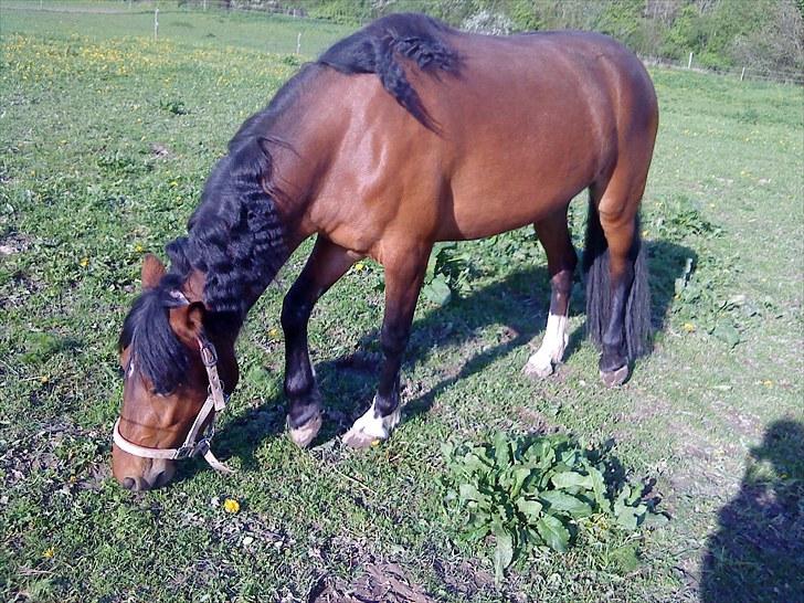 Anden særlig race Sperlings Amber - Amber elsker græs ;) Hehe (Maj 2010) billede 19