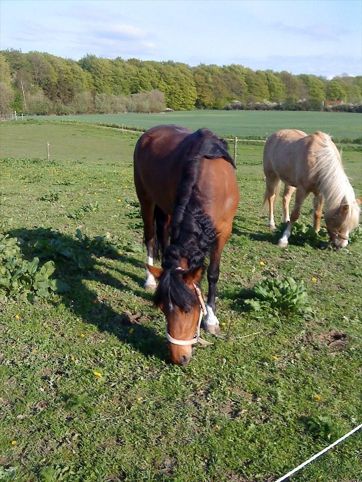 Anden særlig race Sperlings Amber - Hygge på folden med Simmer (Simba) (Maj 2010) billede 20
