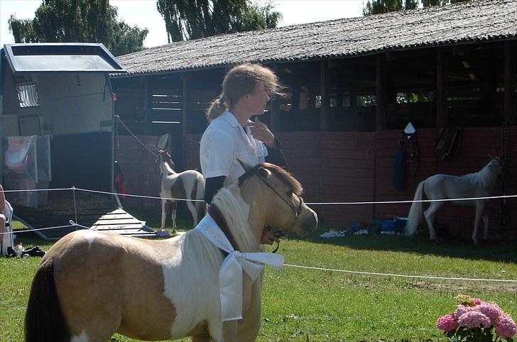 Amerikansk Miniature Ultra Beau Jangles - Præmieoverrækkelse MHCE 2010 - snakker med dommeren som roser Beaus farver:-) billede 15