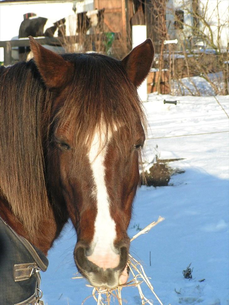 Welsh Cob (sec D) Scarlett billede 2