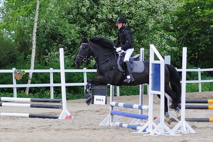 Anden særlig race Whisky<3 - Vores første springstævne. Klasse LE - 2.plads :) billede 7