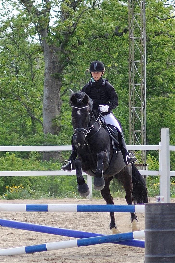 Anden særlig race Whisky<3 billede 9