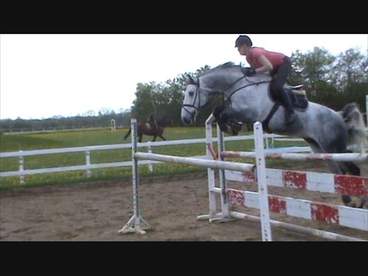 Holstener Claudius (Dunkel)  - Springning :D <3 billede 14