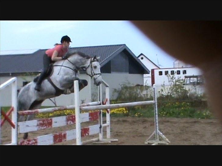 Holstener Claudius (Dunkel)  - Springning <3 billede 15