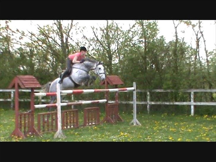 Holstener Claudius (Dunkel)  - Springning (: <3 billede 16