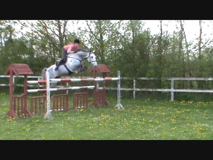 Holstener Claudius (Dunkel)  - Springning <3 billede 17