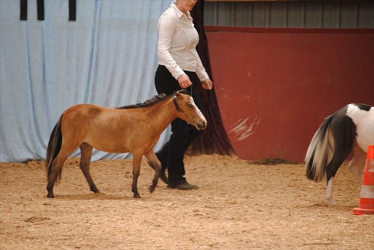 Miniature Comanche W. Lucy  SOLGT   - Plagskue på Gallehøjgård 2010 billede 9