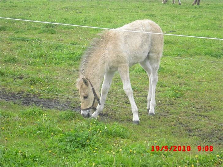 Anden særlig race freja billede 1