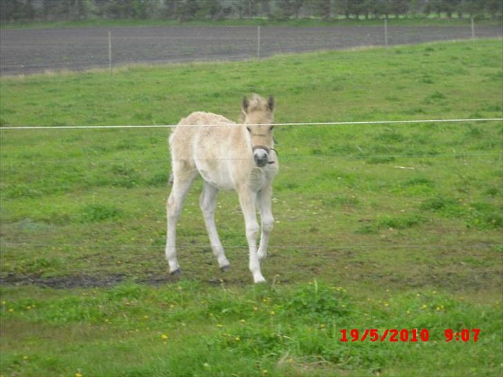 Anden særlig race freja billede 2