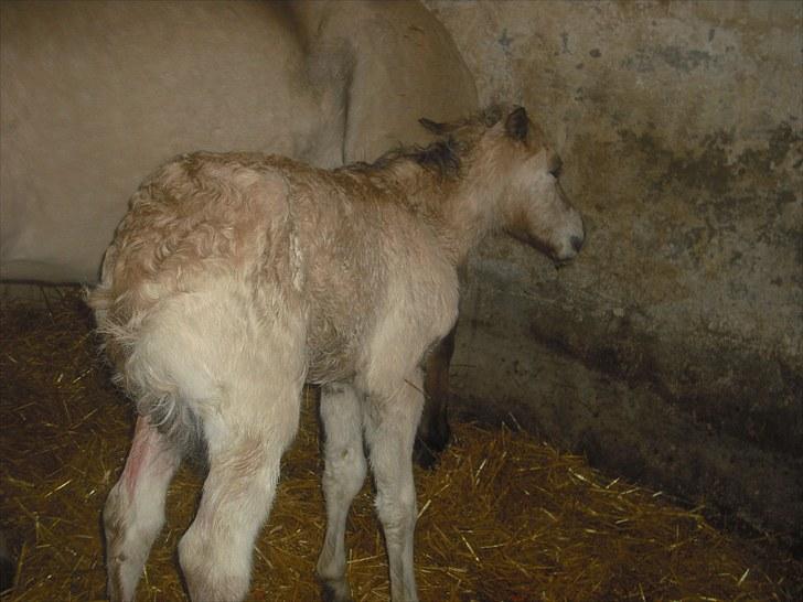 Anden særlig race freja billede 3