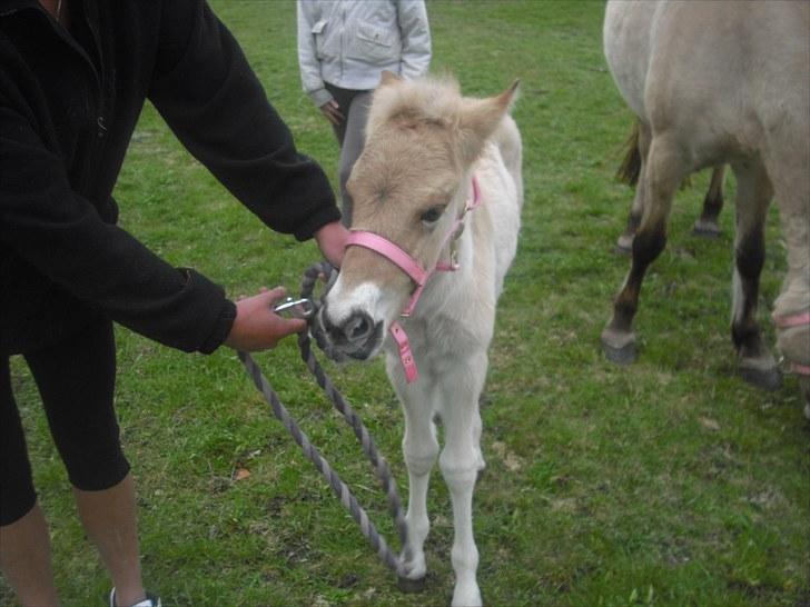 Anden særlig race freja billede 4