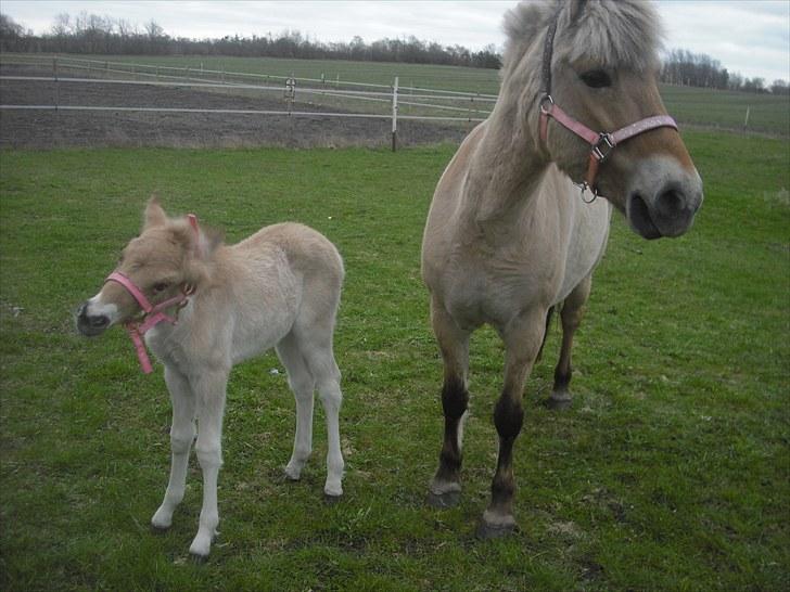 Anden særlig race freja billede 5