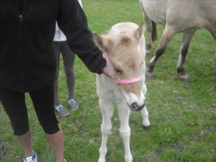Anden særlig race freja billede 6