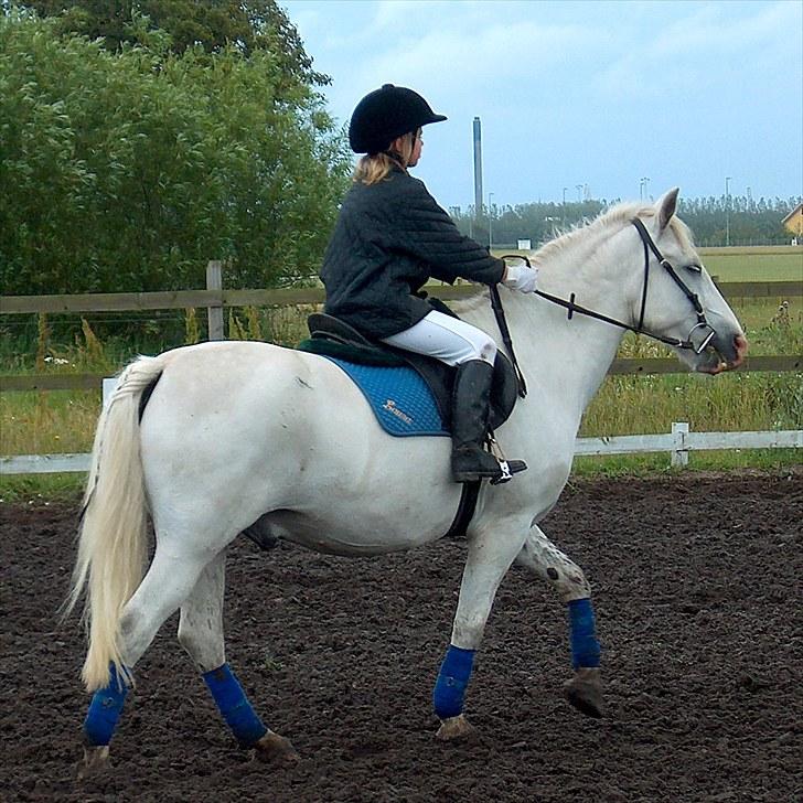 Anden særlig race Vixi - Meget gammelt, til stævne på Fredensdal, puha Vixi, jeg husker noget med en bil og et hegn!? :) billede 4