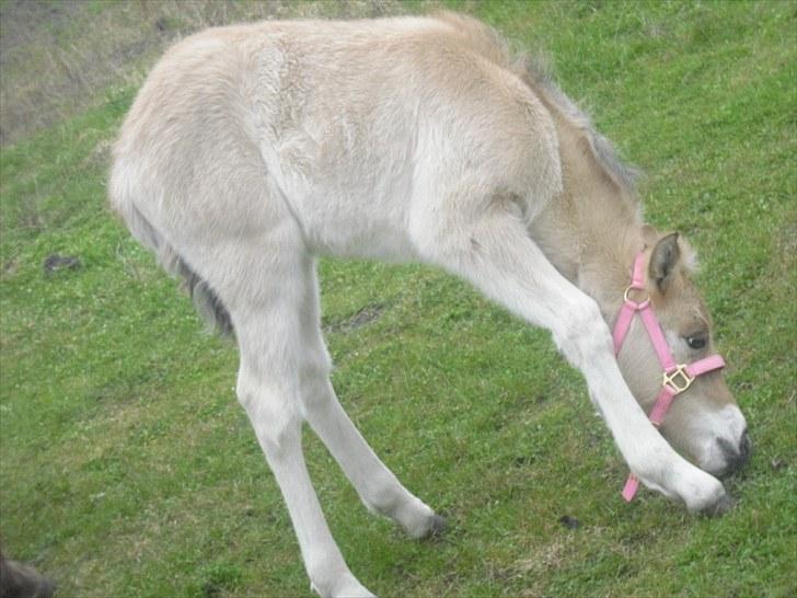 Anden særlig race freja billede 7